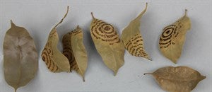 Image description is not available for FIM2015.484